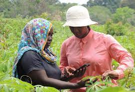 Microsoft, IFC partners to promote food sector, agriculture in Africa