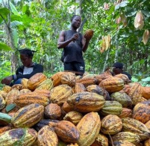 Uncertain supply, demand jolt cocoa market as heavy rains threaten production