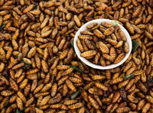 Experts drum entrepreneurial potential of insect farming in Nigeria