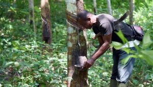 Why Nigeria needs to resuscitate rubber production