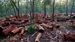 How Nigeria's forest resources can sustain economic diversification