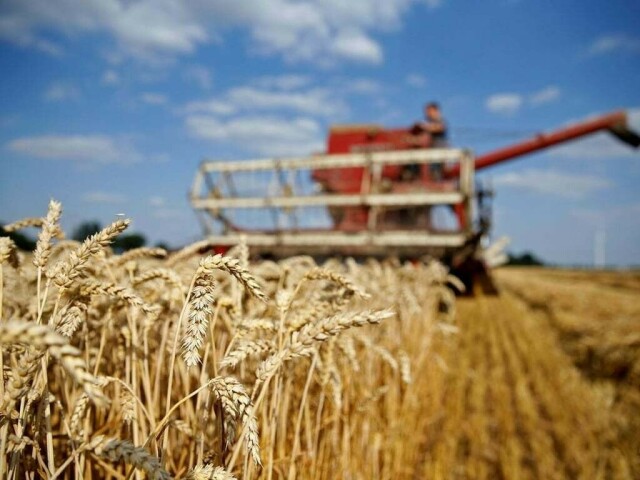 Wheat falls over ample Black Sea supplies