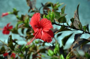 Hibiscus exports to fetch Nigeria $3bn annually, says NAQS