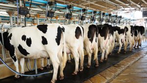 Boosting Nigeria’s dairy production amid setbacks 