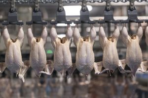 Poultry to account for 47% of global meat market by 2031-FAO outlook 