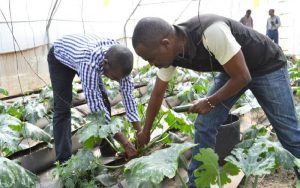 Experts harp on agribusiness potential to curb youth unemployment