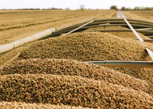 Ellah Lakes partners IITA to exploit N360bn soybean market