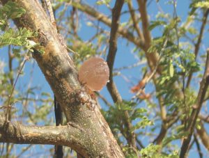 Gum Arabic gains focus as Nigerian lawmakers advocate increased exploitation