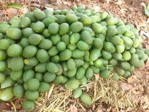 Hass avocado entices economic potentials for national development
