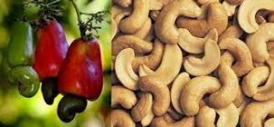 Nigerian cashew processing challenge lingers despite $250m export revenue in 2022