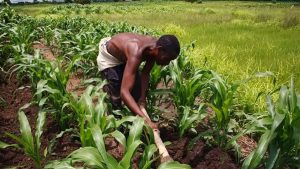 Multipurpose coop society charges youths on farming