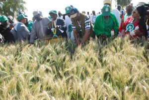 Agric. transformation group promote high yielding, heat resistant wheat to curb importation