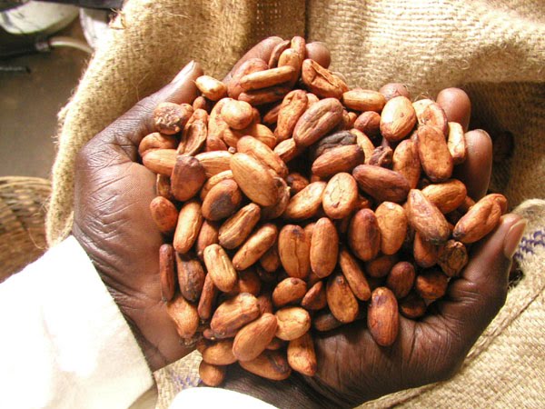 Cocoa farming can be lucrative investment for Imo civil servants