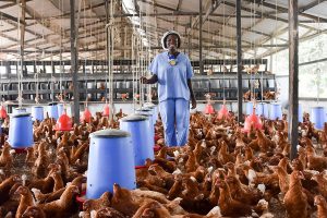 Poultry farmers blame N30bn loss on cash crunch and egg glut
