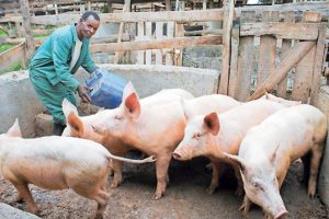 Nigeria’s pig farming 