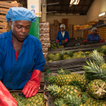 Agribusiness: Ghanaian firms want increased support to boost exports to Europe