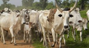 FG approves national dairy policy to enhance livestock farming