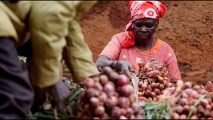 Nigeria loses N300bn onion annually to post-harvest loss, says processors