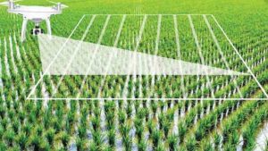Protecting the future of Nigeria’s agriculture with Artificial Intelligence